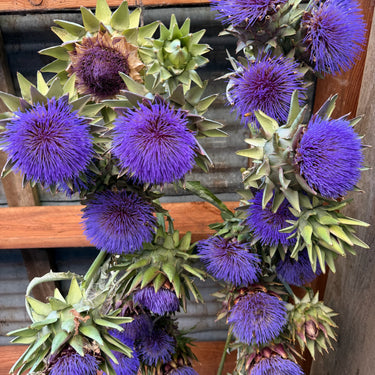 Purple cardoons freshly harvested from the Park Winters Flower Farm