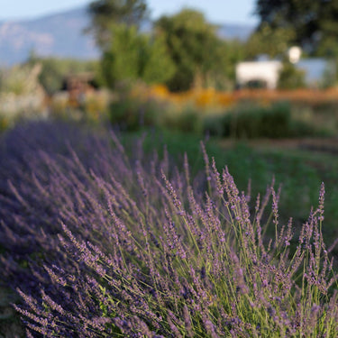 Dried Lavender Bouquet