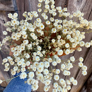 A large bouquet of dried white daisy-like flowers with yellow centers, held up against a rustic wooden plank background. A person's blue denim sleeve is visible at the bottom left holding the bouquet.