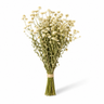 A small dried flower bouquet with many tiny cream blossoms and green stems, tied with a simple jute band, photographed on a clean white background.