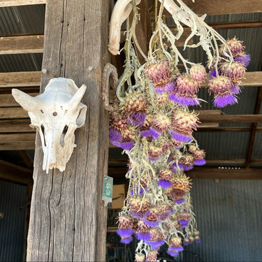 Dried Cardoon Bouquet - 5 Stems