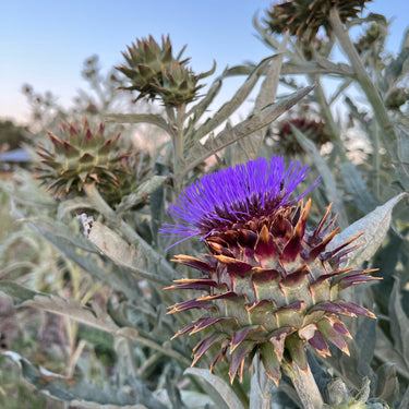 Dried Cardoon Bouquet - 5 Stems