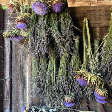 Drying cardoons and lavender flowers hanging from a wooden ceiling