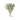 Dried Lambs Ear Bouquet