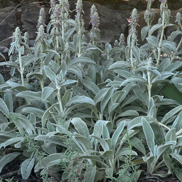 Dried Lambs Ear Bouquet