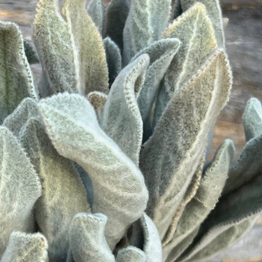 Dried Lambs Ear Bouquet
