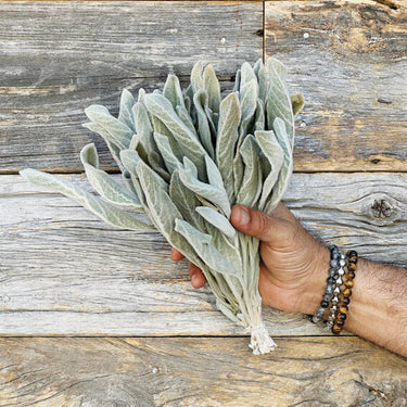 Dried Lambs Ear Bouquet