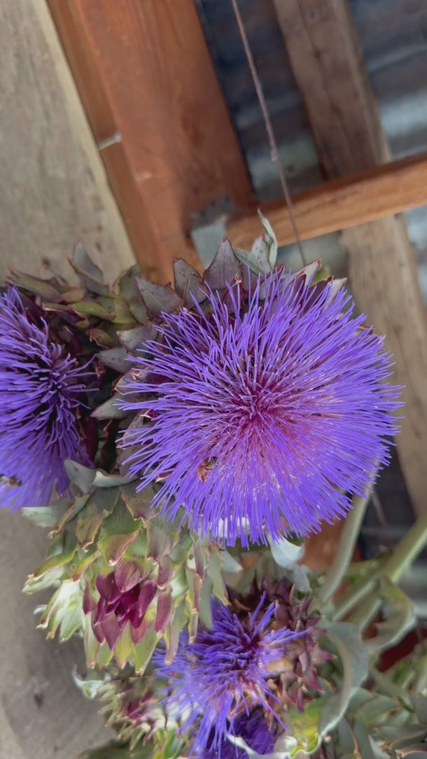 Freshly Harvested Cardoons from the Park Winters Flower Farm