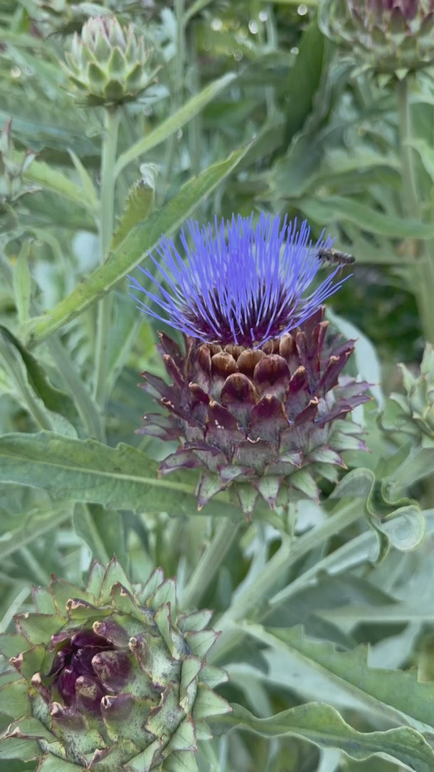 Bees pollinating the cardoons growing at the Park Winters Flower Farm