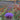 Cardoons at the Park Winters Flower Farm during golden hour