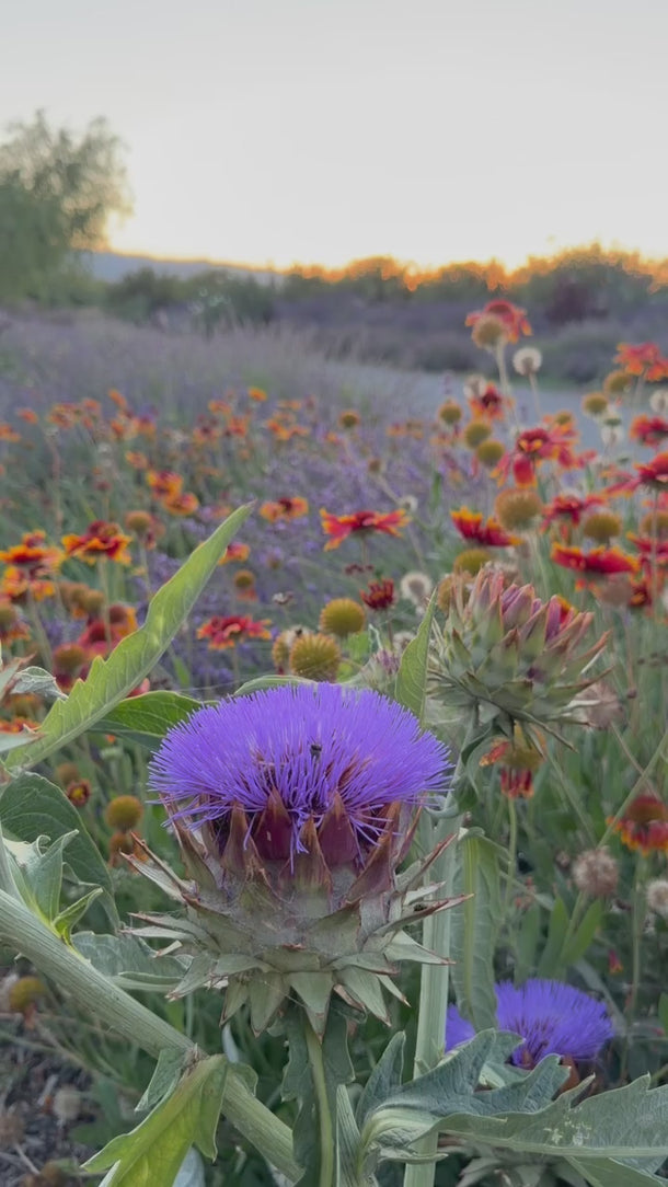 Cardoons at the Park Winters Flower Farm during golden hour