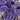 Close-up of purple flowers with a blurred background