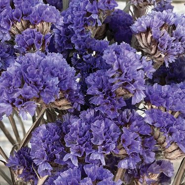 Close-up of purple flowers with a blurred background